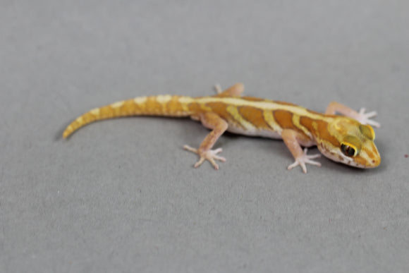 GECKO PANTERA ALBINO BEBE(Pictus)