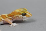 GECKO PANTERA ALBINO BEBE(Pictus)