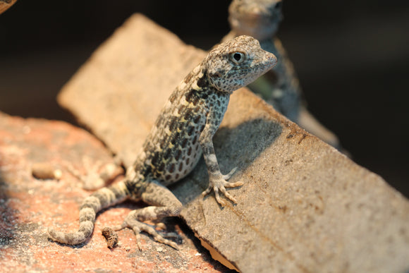 GECKO COLA DE ESCORPIÓN BEBES