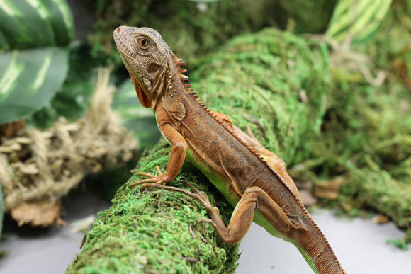 IGUANA ROJA CRIA