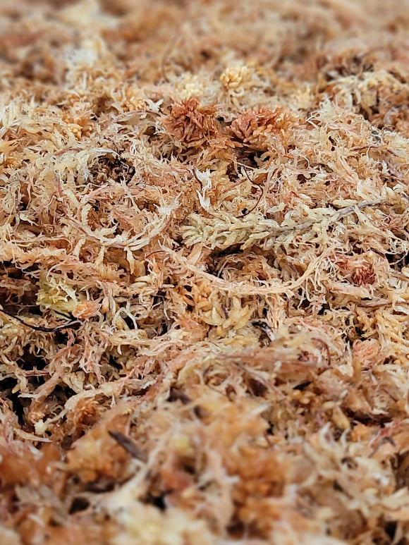 REPTILE PRO NEW ZEALAND SPHAGNUM MOSS 80 PULGS CUBICAS
