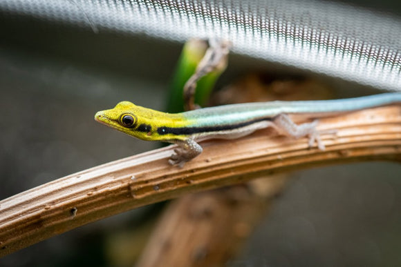 GECKO NEON (P.KLEMMERI)  BEBE , SIN SEXAR
