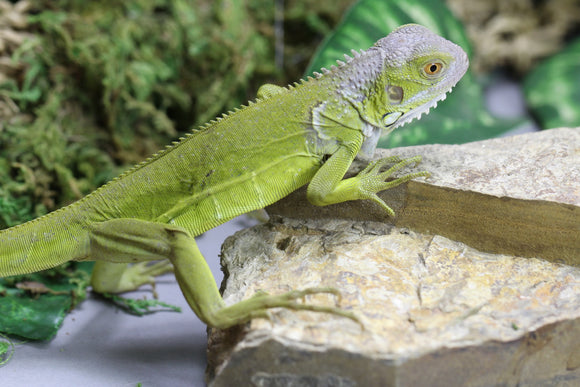 OTROS REPTILES – REPTILE TRADE