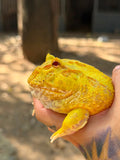 RANA PACMAN PIKACHU HEMBRA ADULTA