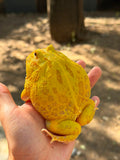 RANA PACMAN PIKACHU HEMBRA ADULTA
