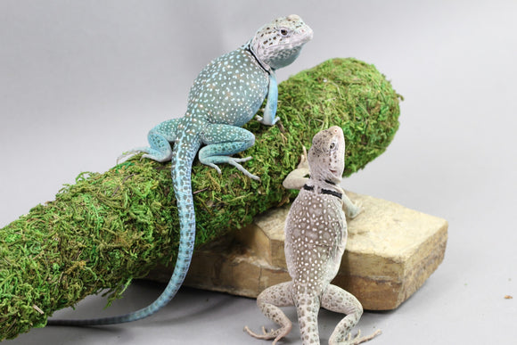PAREJA LAGARTOS DE COLLAR ( MACHO Y HEMBRA )