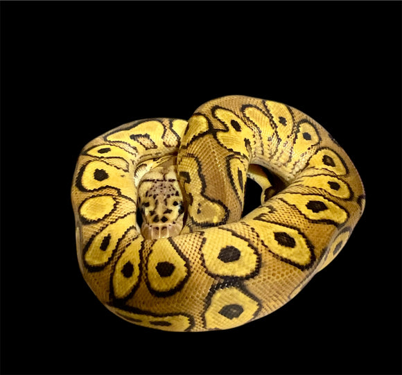WOOKIE PASTEL REDSTRIPE CLOWN MACHO  ID: M4
