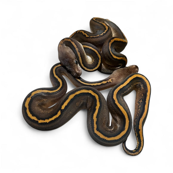 BLACK PASTEL MAHOGANY MACHO  ID: M12