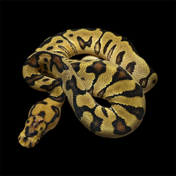 SPOTNOSE ENCHI RESTRIPE CLOWN HEMBRA  ID: M10
