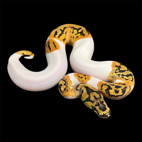 CLOWN PIED MACHO ID: M20