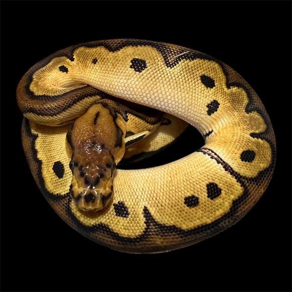 ORANGE DREAM REDSTRIOE CLOWN HEMBRA  ID: M22