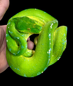 PITÓN VERDE DE ÁRBOL SORONG HEMBRA ID : 2