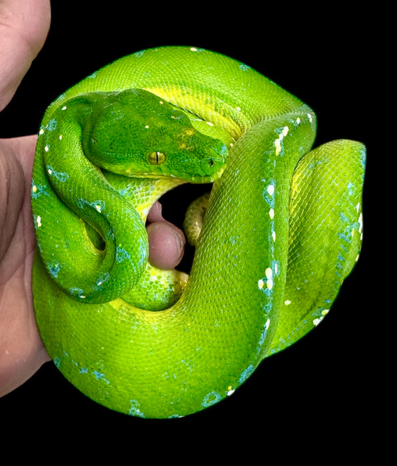 PITÓN VERDE DE ÁRBOL SORONG HEMBRA ID : 2