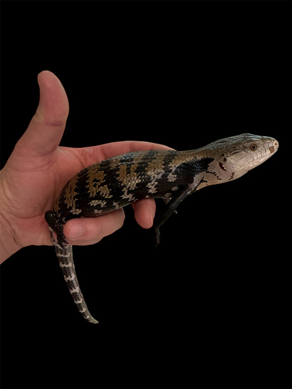 SKINK LENGUA AZUL DE INDONESIA
