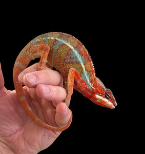 CAMALEON PANTERA AMBILOBE MACHO SUBADULTO