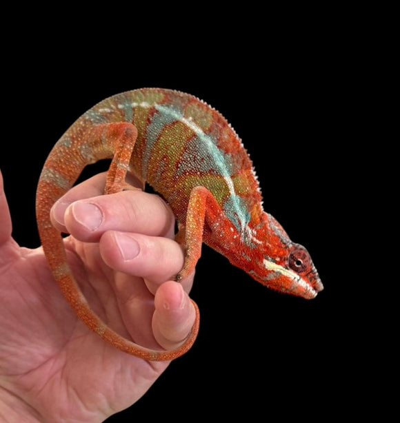 CAMALEON PANTERA AMBILOBE MACHO SUBADULTO
