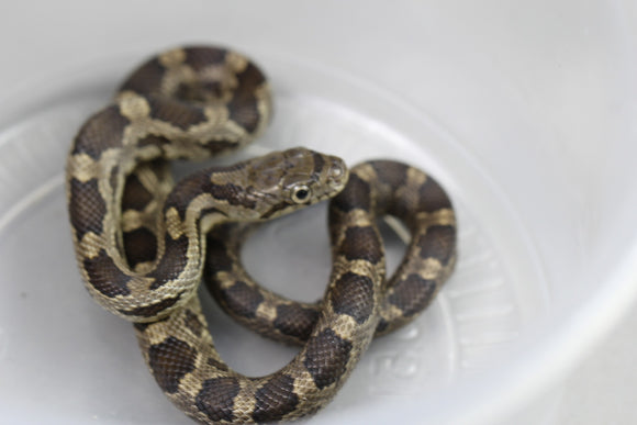 RATONERA NEGRA HET WHITESIDE