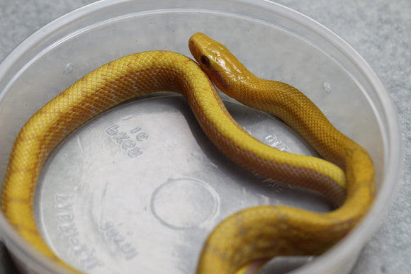 RATONERA TAENIURA ALBINO T+ MACHO ID : 147