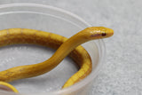 RATONERA TAENIURA ALBINO T+ MACHO ID : 147