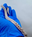 HOGGNOSE ARCTIC LAVENDER HEMBRA  ID : 2 ( PREVENTA )