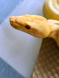 BOA IMG SHARP ALBINO JUNGLE MACHO ID : J-02 ( PREVENTA )