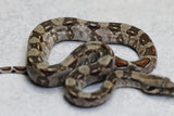 BOA CONSTRICTOR LOCALIDAD TABASCO RINGER MACHO ID : 130