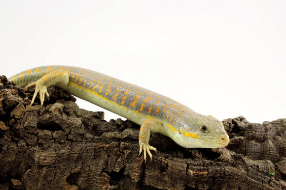 SKINK DE SCHNEIDER
