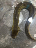SIRENA DE DOS DEDOS ( SIREN LACERTINA)