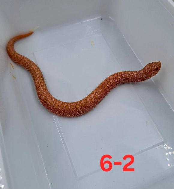 HOGGNOSE PINK PASTEL ALBINO HEMBRA  ID : 6-2