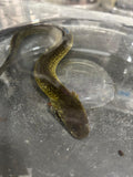 SIRENA DE DOS DEDOS ( SIREN LACERTINA)
