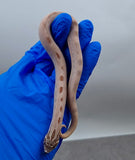 HOGGNOSE LAVENDER CONDA  MACHO  ID : 3 ( PREVENTA )