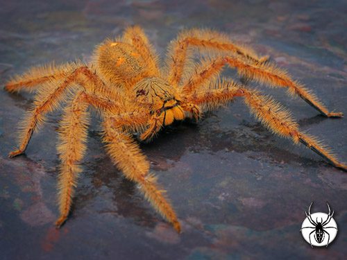 ARAÑA GIGANTE HUNTSMAN DAVID BOWIE 