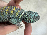 UROMASTYX DE ORNATO MACHO REPRODUCTOR