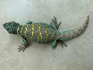 UROMASTYX DE ORNATO MACHO REPRODUCTOR