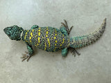 UROMASTYX DE ORNATO MACHO REPRODUCTOR