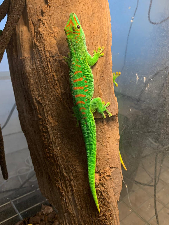 GECKO GIGANTE DE DIA ADULTOS