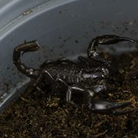 ESCORPION ASIATICO CRIA/JUVENIL MIDIENDO 5 CM