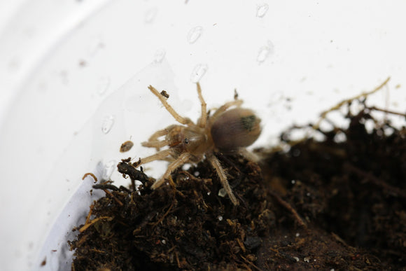 TARANTULA BICOLOR (A.BICOLORATUM) Sling