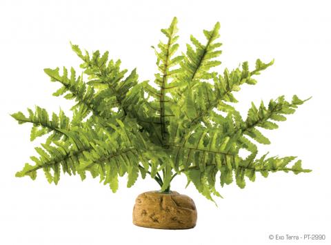 EXO TERRA  BOSTON FERN MEDIUM