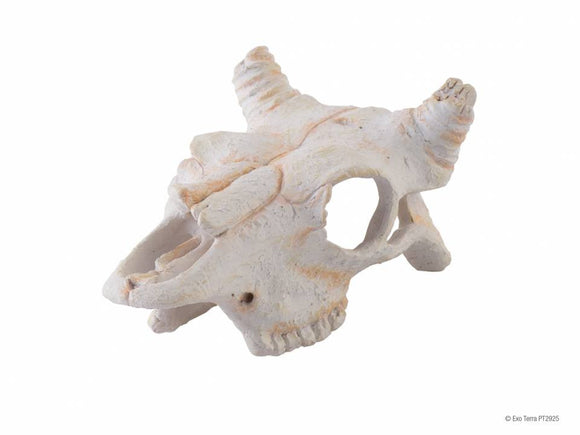 Exo Terra buffalo skull SMALL (escondite)