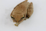 RANA DORADA DE ARBOL