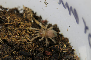TARANTULA B.EMILIA Sling
