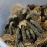 APHONOPELMA HENTZI 6-8 CM