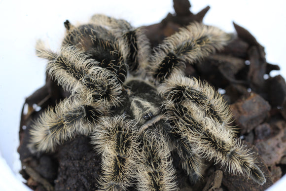 TARANTULA PELO RIZADO DE HONDURAS