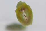 RANA CRISTAL