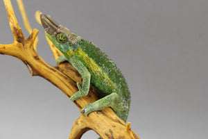 CAMALEON RAINBOW JACKSON MACHO