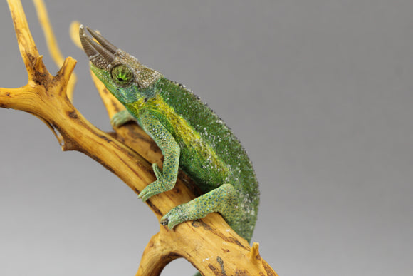 CAMALEON RAINBOW JACKSON MACHO