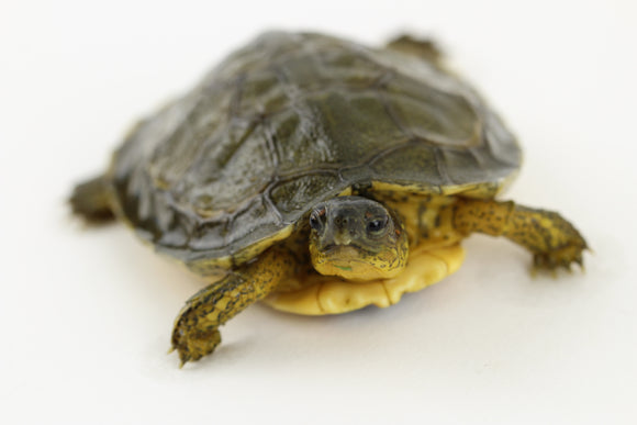 TORTUGA MOJINA CRIAS 4-5 CM