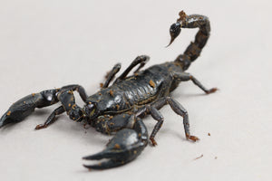 ESCORPION ASIATICO