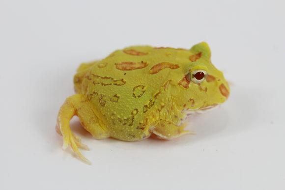 RANAS PACMAN ALBINAS